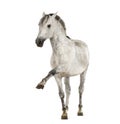 Andalusian horse with a leg up Royalty Free Stock Photo