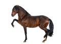 Andalusian horse performing Spanish walk Royalty Free Stock Photo