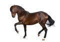 Andalusian horse performing Spanish walk Royalty Free Stock Photo