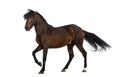 Andalusian horse performing Spanish walk Royalty Free Stock Photo