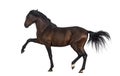 Andalusian horse performing Spanish walk Royalty Free Stock Photo