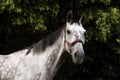 Andalusian horse, portrait against dark background