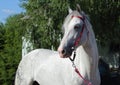 Andalusian horse portrait against dark green background Royalty Free Stock Photo