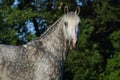 Andalusian horse portrait against dark nature background Royalty Free Stock Photo