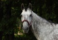 Andalusian horse portrait against  dark trees background Royalty Free Stock Photo