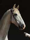 Andalusian horse portrait against dark stable Royalty Free Stock Photo