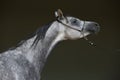 Andalusian horse portrait against dark stable Royalty Free Stock Photo