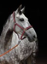 Andalusian horse portrait against  dark background Royalty Free Stock Photo