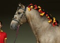 Andalusian horse portrait against dark stable background Royalty Free Stock Photo