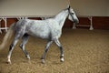 Andalusian horse portrait against  dark stable background Royalty Free Stock Photo