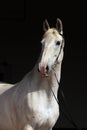 Andalusian horse portrait against dark stable background