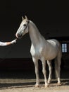 Andalusian horse portrait against  dark stable background Royalty Free Stock Photo