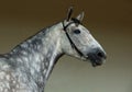 Andalusian horse portrait against dark stable background Royalty Free Stock Photo