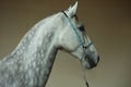 Andalusian horse Royalty Free Stock Photo