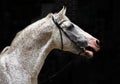 Andalusian Horse portrait in dark background Royalty Free Stock Photo