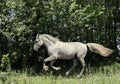 Andalusian horse portrait of galloping white stallion Royalty Free Stock Photo