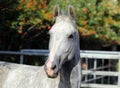 Andalusian horse portrait of white stallion Royalty Free Stock Photo