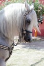 Andalusian horse Royalty Free Stock Photo