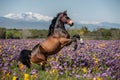 Andalusian horse rears up in field of vibrant flowers Royalty Free Stock Photo