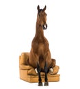 Andalusian horse sitting on an armchair