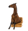 Andalusian horse sitting on an armchair