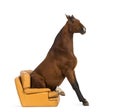 Andalusian horse sitting on an armchair