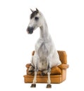 Andalusian horse sitting on an armchair