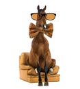 Andalusian horse sitting on an armchair Royalty Free Stock Photo