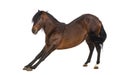 Andalusian horse stretching Royalty Free Stock Photo