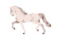 Andalusian horse trotting. Equine animal of Spanish breed. Stallion profile in action, movement, gait, side view
