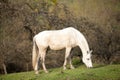 Andalusian horse waiting outside portrait