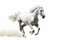 Andalusian horse on a white background