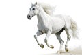 Andalusian horse on a white background