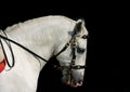 Andalusian horse at work Royalty Free Stock Photo