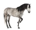 Andalusian raising front leg, 7 years old, also known as the Pure Spanish Horse or PRE Royalty Free Stock Photo