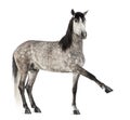 Andalusian raising front leg, 7 years old, also known as the Pure Spanish Horse or PRE