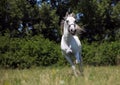 Andalusian stallion galloping across a green meadow Royalty Free Stock Photo