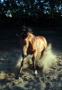 Andalusian stallion galloping across a sand Royalty Free Stock Photo