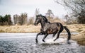 Andalusian stallion. Pura Raza Espanola reproducer Royalty Free Stock Photo