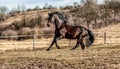 Andalusian stallion. Pura Raza Espanola reproducer Royalty Free Stock Photo