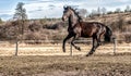 Andalusian stallion. Pura Raza Espanola reproducer Royalty Free Stock Photo