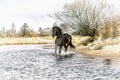 Andalusian stallion. Pura Raza Espanola reproducer Royalty Free Stock Photo