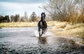 Andalusian stallion. Pura Raza Espanola reproducer Royalty Free Stock Photo