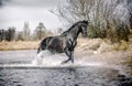 Andalusian stallion. Pura Raza Espanola reproducer Royalty Free Stock Photo