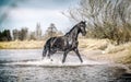 Andalusian stallion. Pura Raza Espanola reproducer Royalty Free Stock Photo