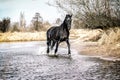 Andalusian stallion. Pura Raza Espanola reproducer