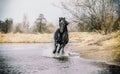 Andalusian stallion. Pura Raza Espanola reproducer