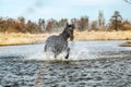 Andalusian stallion. Pura Raza Espanola reproducer