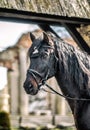 Andalusian stallion. Pura Raza Espanola reproducer