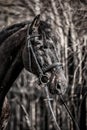 Andalusian stallion. Pura Raza Espanola reproducer